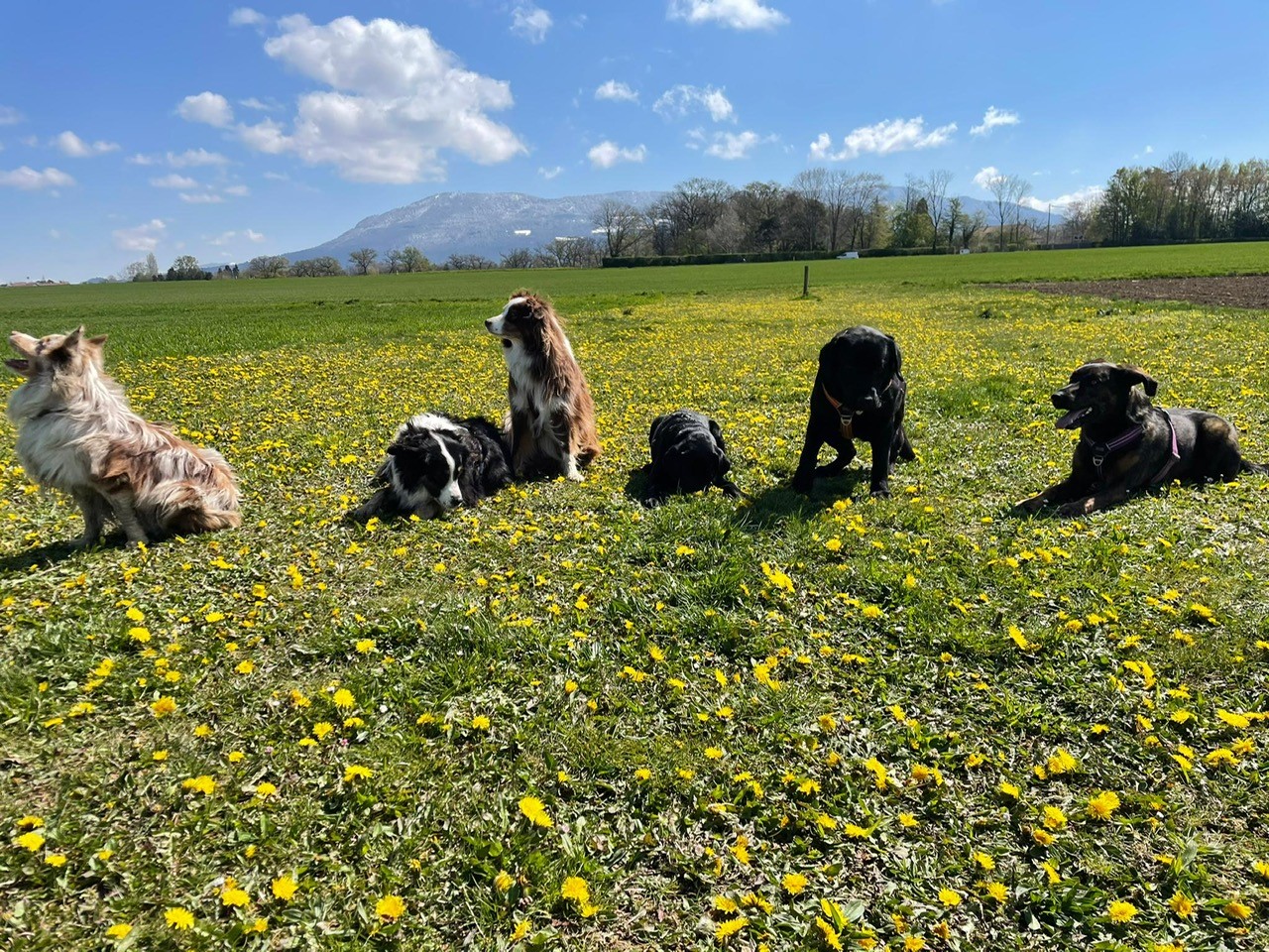 Groupe chiens