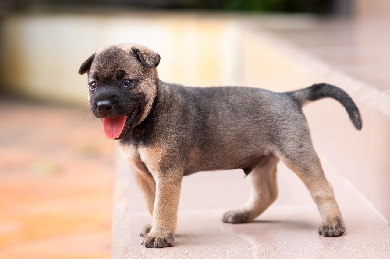 chiot